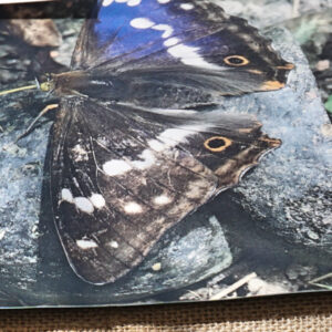 197 - Photograph of Local Wildlife  (12-16)