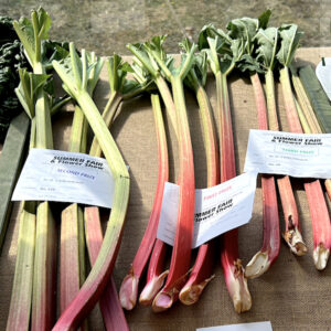 021 - 5 Stalks of Rhubarb