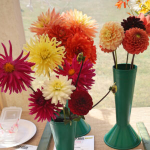 027 - Vase of Dahlias **
