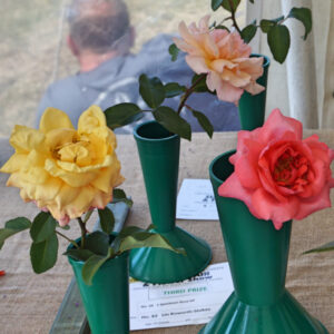 029 - 1 Specimen Rose HT.**