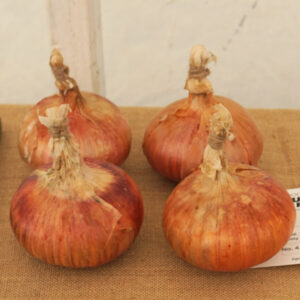036 - 4 Onions, each over 250gm