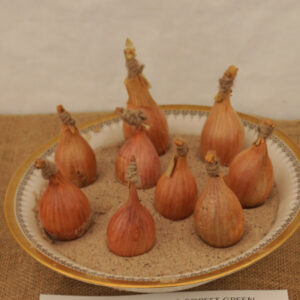 039 - 9 Shallots