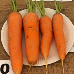 040 - 4 Carrots (Long)