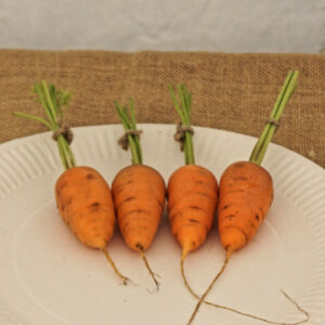 041 - 4 Carrots (Stump Rooted)