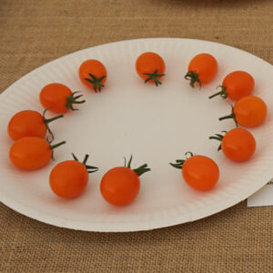 049 - 12 Tomatoes, Small Fruited