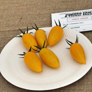 050 - 6 Tomatoes, Plum