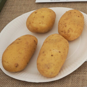 051 - 4 Potatoes (White)
