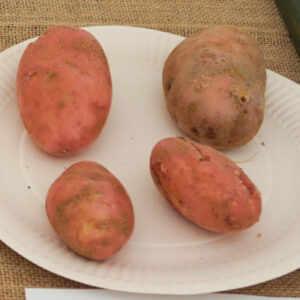 052 - 4 Potatoes (Coloured)