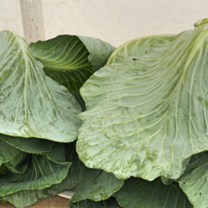 055 - 2 Cabbages