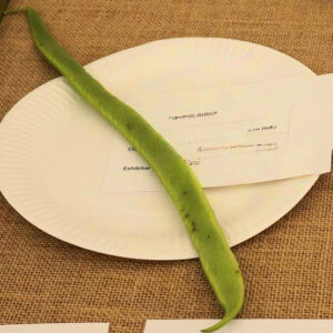 060 - Longest Runner Bean