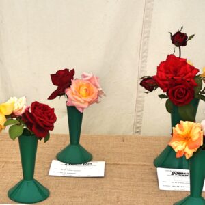 064 - 3 Roses, mixed HT**
