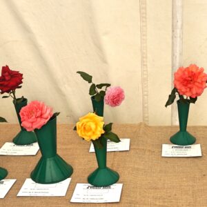 066 - 1 Specimen Rose, HT**