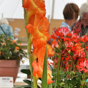 068 - 1 Gladiolus**