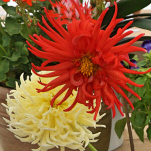 069 - 2 Giant/Large Dahlias**