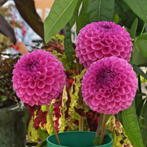 070 - 3 Dahlias, Small, Ball or Miniature**