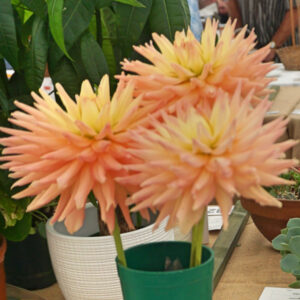 071 - 3 Dahlias, Cactus or Semi-cactus**