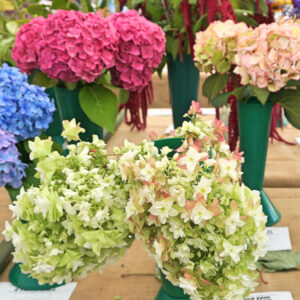 075 - 3 Hydrangeas**