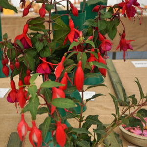 079 - 3 Stems Fuchsia**