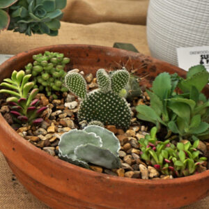 081 - Cactus and/or Succulent §