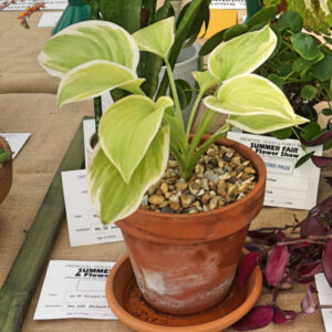 082 - Pot Plant, Foliage §