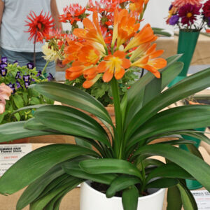 083 - Pot Plant, Flowering §