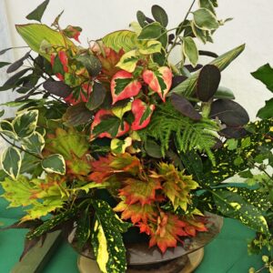 093 - THE CRIPPS TROPHY: O Lovely Leaves