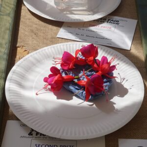 025 - 5 Fuchsia Blooms **